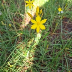 Bulbine bulbosa (Golden Lily, Bulbine Lily) at Fadden, ACT - 4 Oct 2020 by emgee