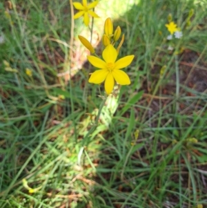 Bulbine bulbosa at Fadden, ACT - 4 Oct 2020 11:30 AM