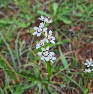 Wurmbea dioica subsp. dioica at Fadden, ACT - 4 Oct 2020 11:29 AM