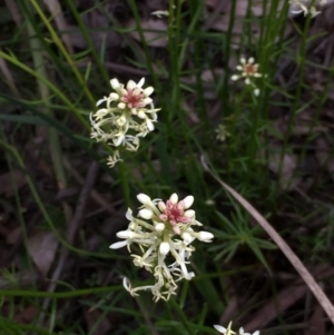 Stackhousia monogyna at Aranda, ACT - 5 Oct 2020