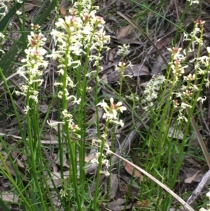 Stackhousia monogyna at Aranda, ACT - 5 Oct 2020 12:46 PM