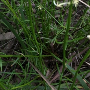 Stackhousia monogyna at Aranda, ACT - 5 Oct 2020