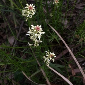 Stackhousia monogyna at Aranda, ACT - 5 Oct 2020 12:46 PM