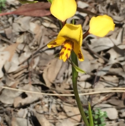 Diuris nigromontana (Black Mountain Leopard Orchid) at Aranda Bushland - 5 Oct 2020 by Jubeyjubes