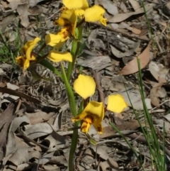 Diuris nigromontana at Aranda, ACT - suppressed