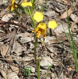 Diuris nigromontana at Aranda, ACT - suppressed