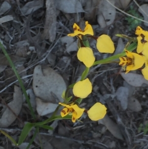 Diuris nigromontana at Aranda, ACT - suppressed