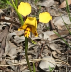 Diuris nigromontana at Aranda, ACT - suppressed