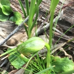 Pterostylis nutans (Nodding Greenhood) at Aranda Bushland - 5 Oct 2020 by Jubeyjubes