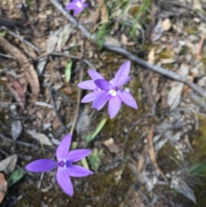 Glossodia major at Aranda, ACT - 5 Oct 2020