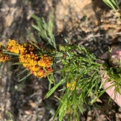 Daviesia leptophylla (Slender Bitter Pea) at Nanima, NSW - 5 Oct 2020 by 81mv