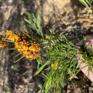 Daviesia leptophylla at Nanima, NSW - 5 Oct 2020