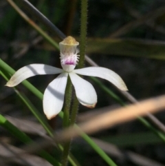 Caladenia ustulata (Brown Caps) at Aranda Bushland - 5 Oct 2020 by Jubeyjubes