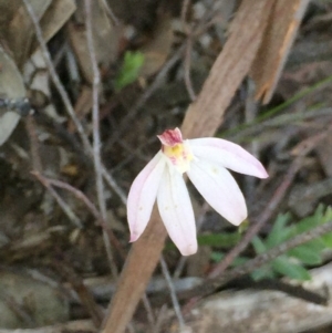 Caladenia fuscata at Cook, ACT - suppressed