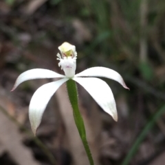 Caladenia ustulata (Brown Caps) at Aranda Bushland - 5 Oct 2020 by Jubeyjubes