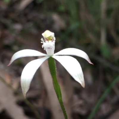 Caladenia ustulata (Brown Caps) at Aranda, ACT - 5 Oct 2020 by Jubeyjubes