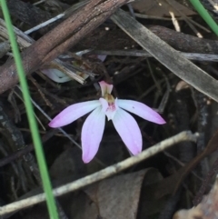 Caladenia fuscata (Dusky Fingers) at Aranda Bushland - 5 Oct 2020 by Jubeyjubes