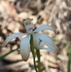 Caladenia ustulata (Brown Caps) at Aranda Bushland - 5 Oct 2020 by Jubeyjubes