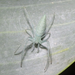 Oxyopes (genus) (Lynx spider) at Acton, ACT - 4 Oct 2020 by TimL