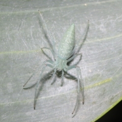 Oxyopes sp. (genus) (Lynx spider) at ANBG - 4 Oct 2020 by Tim L