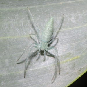 Oxyopes sp. (genus) at Acton, ACT - 4 Oct 2020