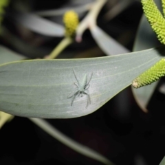 Oxyopes sp. (genus) at Acton, ACT - 4 Oct 2020