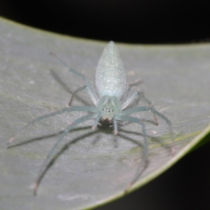 Oxyopes sp. (genus) at Acton, ACT - 4 Oct 2020