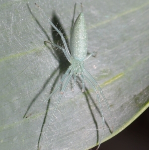 Oxyopes sp. (genus) at Acton, ACT - 4 Oct 2020