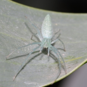 Oxyopes sp. (genus) at Acton, ACT - 4 Oct 2020