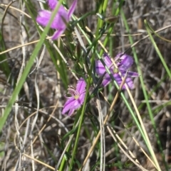 Thysanotus patersonii (Twining Fringe Lily) at Holt, ACT - 5 Oct 2020 by Jubeyjubes