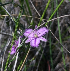Thysanotus patersonii at Holt, ACT - 5 Oct 2020