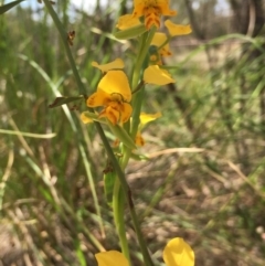 Diuris nigromontana (Black Mountain Leopard Orchid) at Aranda Bushland - 5 Oct 2020 by Jubeyjubes