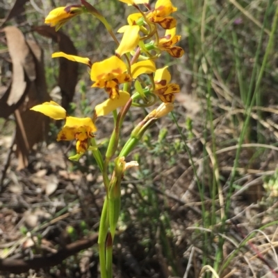 Diuris nigromontana (Black Mountain Leopard Orchid) at Aranda Bushland - 5 Oct 2020 by Jubeyjubes