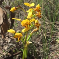 Diuris nigromontana at Cook, ACT - suppressed