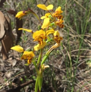 Diuris nigromontana at Cook, ACT - suppressed