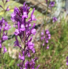 Linaria pelisseriana (Pelisser's Toadflax) at Holt, ACT - 5 Oct 2020 by Jubeyjubes