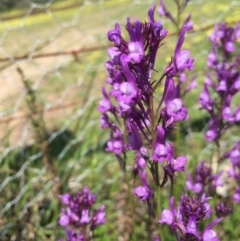 Linaria pelisseriana at Holt, ACT - 5 Oct 2020