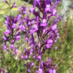 Linaria pelisseriana at Holt, ACT - 5 Oct 2020