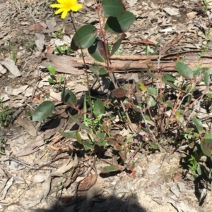 Microseris walteri at Aranda Bushland - 5 Oct 2020 12:03 PM