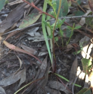 Microseris walteri at Aranda Bushland - 5 Oct 2020 12:03 PM