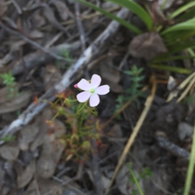 Drosera auriculata (Tall Sundew) at Aranda Bushland - 5 Oct 2020 by Jubeyjubes