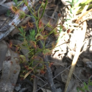 Drosera auriculata at Cook, ACT - 5 Oct 2020 11:59 AM