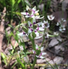 Wurmbea dioica subsp. dioica (Early Nancy) at Aranda Bushland - 5 Oct 2020 by Jubeyjubes