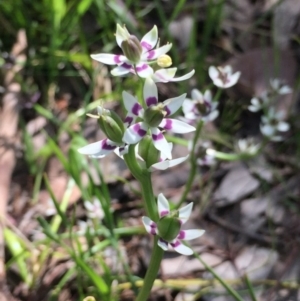 Wurmbea dioica subsp. dioica at Aranda, ACT - 5 Oct 2020