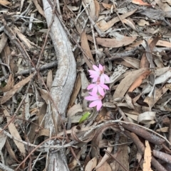 Caladenia carnea (Pink Fingers) at Crace, ACT - 4 Oct 2020 by Greggles