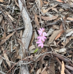 Caladenia carnea at Crace, ACT - suppressed