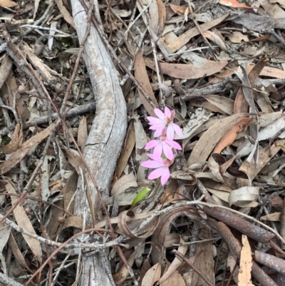 Caladenia carnea (Pink Fingers) at Crace, ACT - 4 Oct 2020 by Greggles