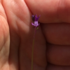 Linaria pelisseriana (Pelisser's Toadflax) at Aranda Bushland - 5 Oct 2020 by Jubeyjubes