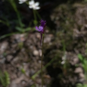 Linaria pelisseriana at Holt, ACT - 5 Oct 2020