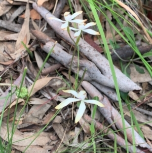 Caladenia ustulata at Kaleen, ACT - 4 Oct 2020